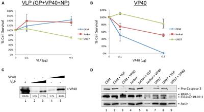 Ebola VP40 in Exosomes Can Cause Immune Cell Dysfunction